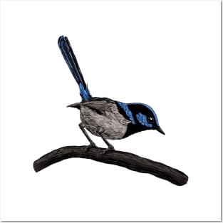 Fairy wren drawing Posters and Art